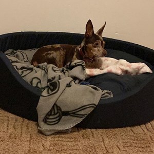 Ubytování pes v Praha hlídací žádost