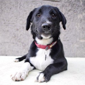 Ubytování pes v Praha hlídací žádost