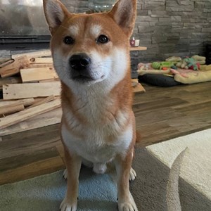 Boarding dog in Praha pet sitting request