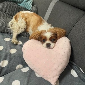 Ubytování pes v Peruc hlídací žádost