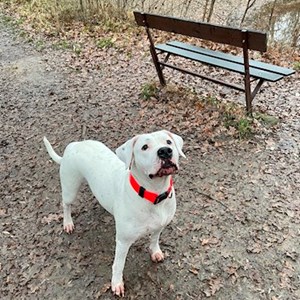 Boarding dog in Praha 10 pet sitting request