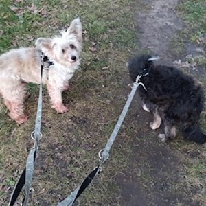 Pavla- petsitter Praha or Pet nanny for Dogs 