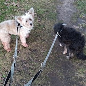 Boarding dogs in Praha pet sitting request