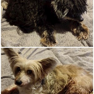 Pavla- petsitter Praha or Pet nanny for Dogs 