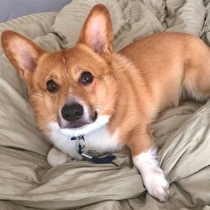 Alexandr- petsitter Praha or Pet nanny for 