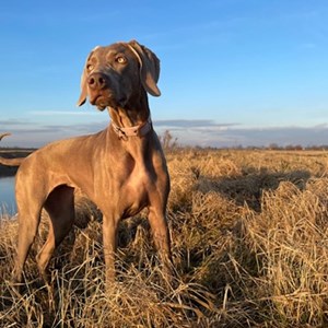 Pet Day Care dog in Praga pet sitting request