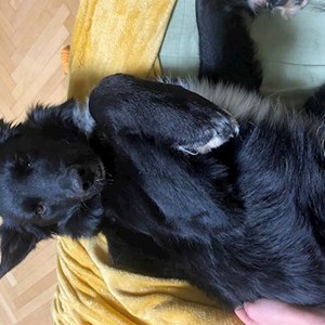 Nikola- petsitter Praha or Pet nanny for 