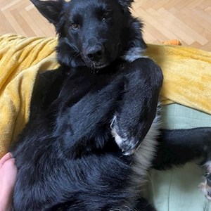 Boarding dog in Praha pet sitting request