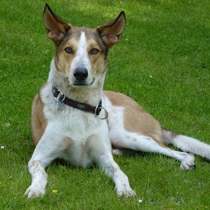 Jana- petsitter Praha or Pet nanny for 