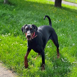 Ubytování pes v Praha hlídací žádost