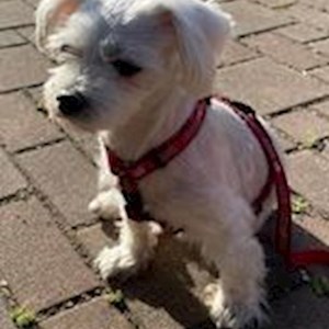 Ubytování pes v Praha hlídací žádost