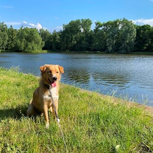 Ubytování pes v Praha 22 hlídací žádost