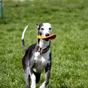 Ubytování pes v Praha hlídací žádost