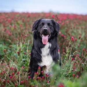 Boarding dog in Praha pet sitting request