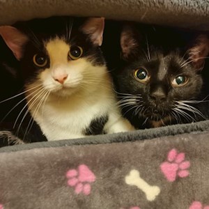 Jedna návštěva kočky v Praha hlídací žádost