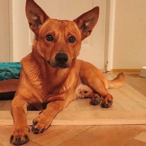 Ubytování pes v Brno hlídací žádost