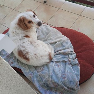 Ubytování pes v Prague hlídací žádost