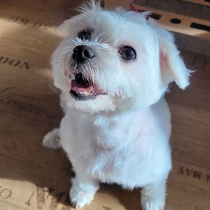 Boarding dog in Modletice pet sitting request