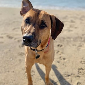 Boarding dog in Praha pet sitting request