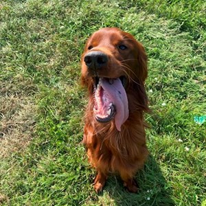 Ubytování pes v Brno hlídací žádost