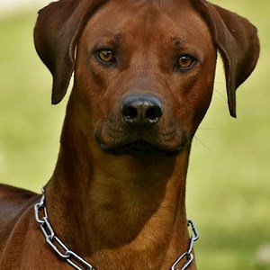 Ubytování pes v Praha hlídací žádost