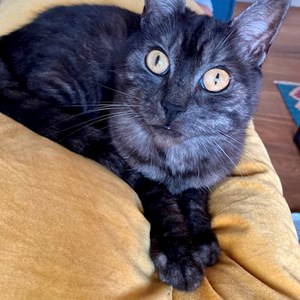 Hlídání v domě majitele kočka v Prague hlídací žádost