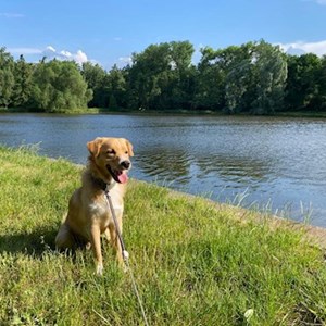 Ubytování pes v Praha hlídací žádost