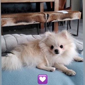 Sitting at owner dog in Prague pet sitting request