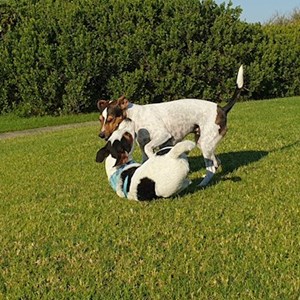 Ubytování psi v Prague hlídací žádost