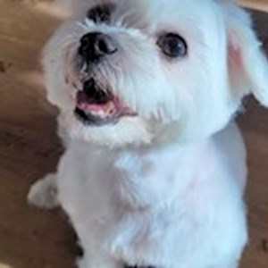 Ubytování pes v Modletice hlídací žádost