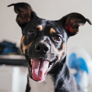 Ubytování pes v Prague hlídací žádost