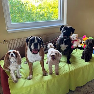 Boarding dog in Praha pet sitting request