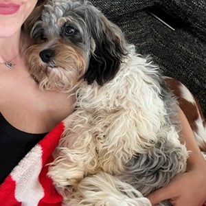 Ubytování pes v Praha hlídací žádost