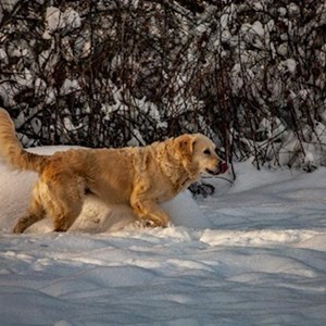 Ubytování pes v Praha hlídací žádost