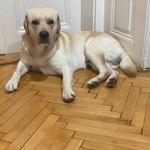 Walks dog in Praha pet sitting request