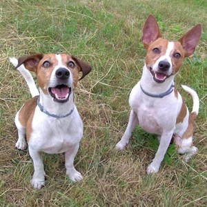 Ubytování psi v Prague hlídací žádost