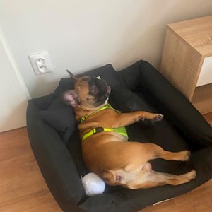 Boarding dog in Plzeň  pet sitting request