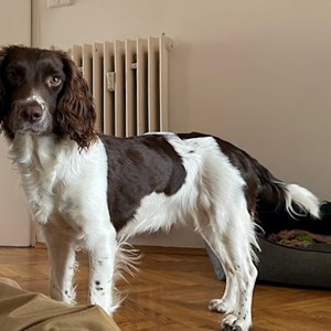 Boarding dog in Praha 7 pet sitting request