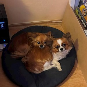 Boarding dogs in Třebíč pet sitting request