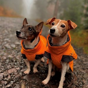 Pet Day Care dogs, cats in Brno pet sitting request