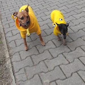 Walks dogs in Brno pet sitting request