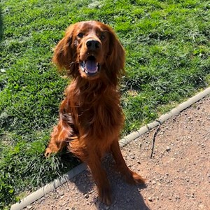 Ubytování pes v Brno hlídací žádost