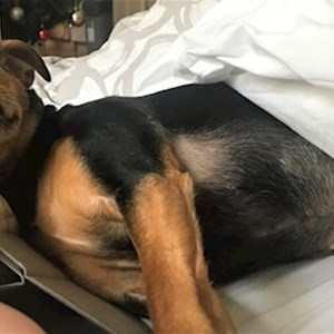 Ubytování pes v Praha hlídací žádost