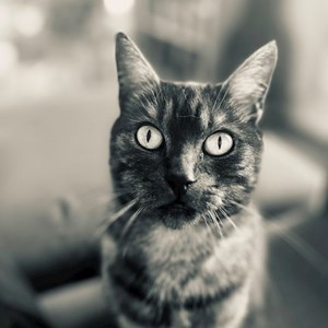 Návštevy kočka v Praha hlídací žádost