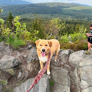 Ubytování pes v Praha hlídací žádost