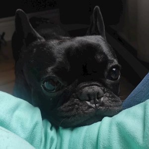 Ubytování pes v Praha  hlídací žádost