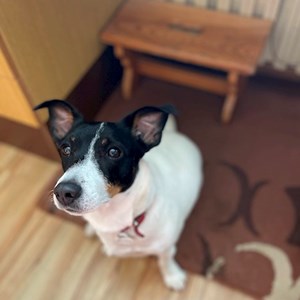 Boarding dog in Praha pet sitting request
