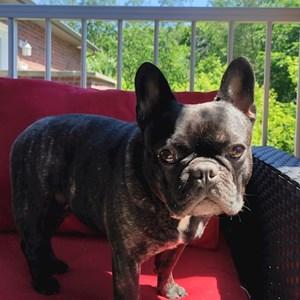 Ubytování pes v Praha  hlídací žádost