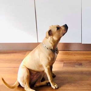 Dog Walking dog in Praha pet sitting request