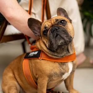 Boarding dog in Prague pet sitting request